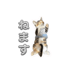 つくねうずらと少しゴマ（個別スタンプ：11）