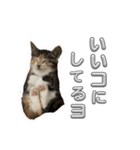 つくねうずらと少しゴマ（個別スタンプ：12）