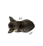 つくねうずらと少しゴマ（個別スタンプ：14）