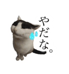 かわいいかわいいニャンズたち（個別スタンプ：2）