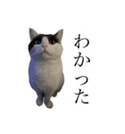 かわいいかわいいニャンズたち（個別スタンプ：6）