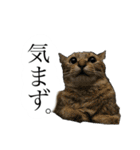かわいいかわいいニャンズたち（個別スタンプ：7）