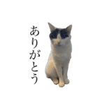 かわいいかわいいニャンズたち（個別スタンプ：12）