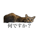 かわいいかわいいニャンズたち（個別スタンプ：13）