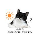 かわいいかわいいニャンズたち（個別スタンプ：17）