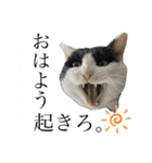かわいいかわいいニャンズたち（個別スタンプ：18）
