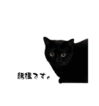 かわいいかわいいニャンズたち（個別スタンプ：22）