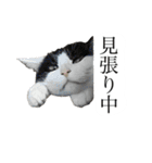 かわいいかわいいニャンズたち（個別スタンプ：23）