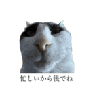 かわいいかわいいニャンズたち（個別スタンプ：36）