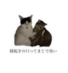 かわいいかわいいニャンズたち（個別スタンプ：38）