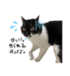 かわいいかわいいニャンズたち（個別スタンプ：39）