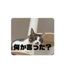 【動く】にゃん吉スタンプ3（個別スタンプ：10）