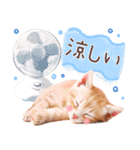 飛び出す♡夏の猫ちゃんスタンプ♪（個別スタンプ：16）