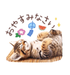 飛び出す♡夏の猫ちゃんスタンプ♪（個別スタンプ：23）