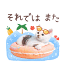 飛び出す♡夏の猫ちゃんスタンプ♪（個別スタンプ：24）