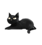 Sharp-eyed black cat（個別スタンプ：17）