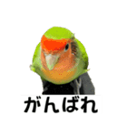 コザクラインコのうめちゃん1（個別スタンプ：1）