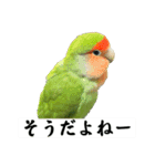 コザクラインコのうめちゃん1（個別スタンプ：3）