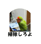 コザクラインコのうめちゃん1（個別スタンプ：7）