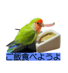 コザクラインコのうめちゃん1（個別スタンプ：8）