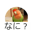 コザクラインコのうめちゃん1（個別スタンプ：9）