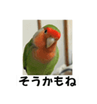 コザクラインコのうめちゃん1（個別スタンプ：13）