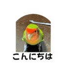 コザクラインコのうめちゃん1（個別スタンプ：15）