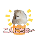 れん君ひまりちゃん（個別スタンプ：10）