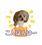 れん君ひまりちゃん（個別スタンプ：11）