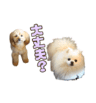 れん君ひまりちゃん（個別スタンプ：37）