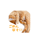 猫のしずくスタンプ。②（個別スタンプ：2）