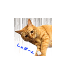 猫のしずくスタンプ。②（個別スタンプ：5）