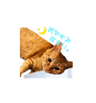 猫のしずくスタンプ。②（個別スタンプ：6）
