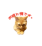 猫のしずくスタンプ。②（個別スタンプ：8）
