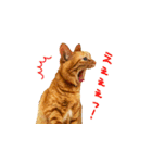 猫のしずくスタンプ。②（個別スタンプ：10）