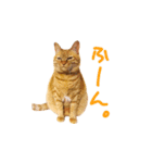 猫のしずくスタンプ。②（個別スタンプ：11）