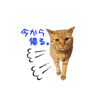 猫のしずくスタンプ。②（個別スタンプ：12）