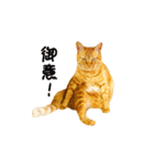 猫のしずくスタンプ。②（個別スタンプ：14）