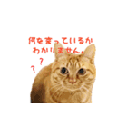 猫のしずくスタンプ。②（個別スタンプ：16）