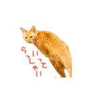 猫のしずくスタンプ。②（個別スタンプ：17）