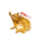 猫のしずくスタンプ。②（個別スタンプ：19）