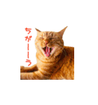 猫のしずくスタンプ。②（個別スタンプ：20）