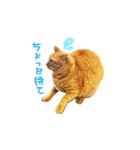 猫のしずくスタンプ。②（個別スタンプ：21）
