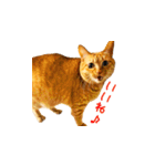 猫のしずくスタンプ。②（個別スタンプ：22）