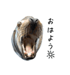アシカとアザラシ（個別スタンプ：1）