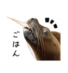アシカとアザラシ（個別スタンプ：9）