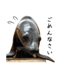 アシカとアザラシ（個別スタンプ：10）