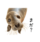 アシカとアザラシ（個別スタンプ：27）