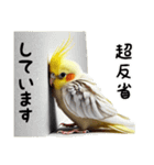 毎日使えるオカメインコのスタンプ2（個別スタンプ：16）