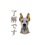 犬と猫の使える敬語スタンプ（個別スタンプ：20）